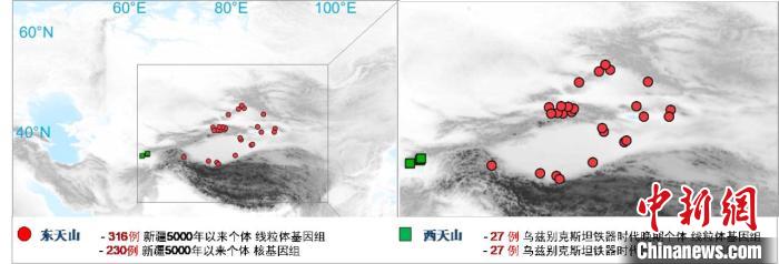 图为该项目所获取天山东西部古人群的线粒体与核基因组分布图。　开云在线客服 供图