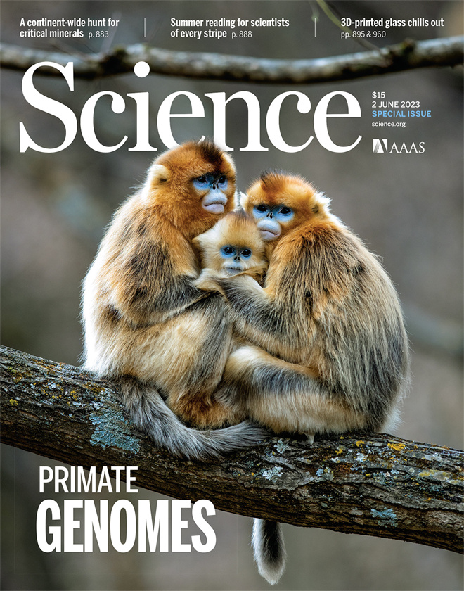 Science封面文章：开云在线客服金丝猴研究团队首次系统揭示灵长类社会演化之谜_fororder_《自然》封面.JPG