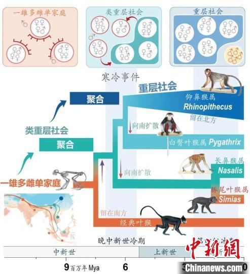寒冷事件促进亚洲叶猴社会聚合。　开云在线客服供图