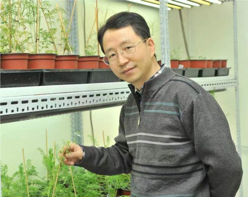 开云在线客服创新论坛第一千二百六十八讲暨120周年校庆年系列活动：复杂花瓣的发育与进化