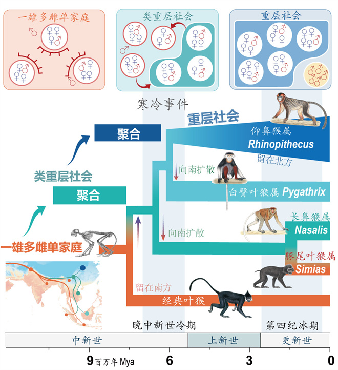 Science封面文章：开云在线客服金丝猴研究团队首次系统揭示灵长类社会演化之谜_fororder_寒冷事件促进亚洲叶猴社会聚合（供图 齐晓光 赵兰 武进伟）